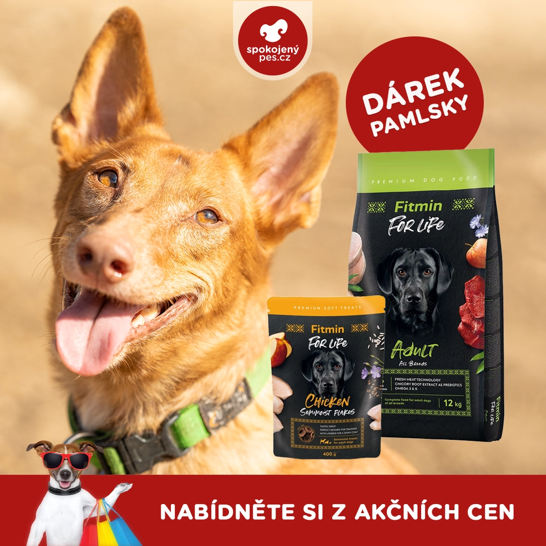 dog fitmin.webp